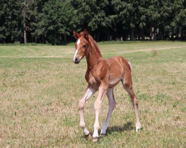 horse Lexion A (Mecklenburg, 2022, from Lirano)