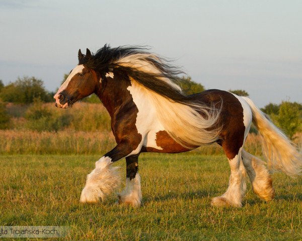 stallion Taffy 0606106 (Tinker / Irish Cob / Gypsy Vanner, 2002)