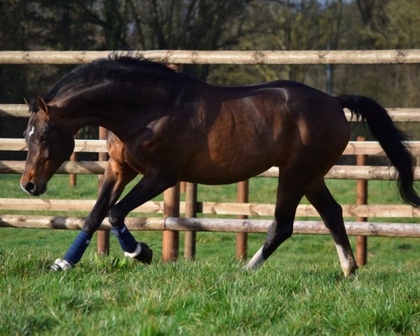 stallion Cornet's Prinz (Westphalian, 2005, from Cornet Obolensky)