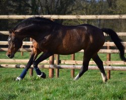 stallion Cornet's Prinz (Westphalian, 2005, from Cornet Obolensky)