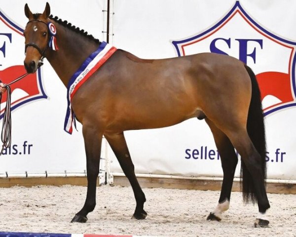 stallion Happy Day D'Iscla (Selle Français, 2017, from Toulon)