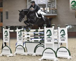 Deckhengst Favorit Ask (Belgisches Warmblut, 2005, von Diamant de Semilly)