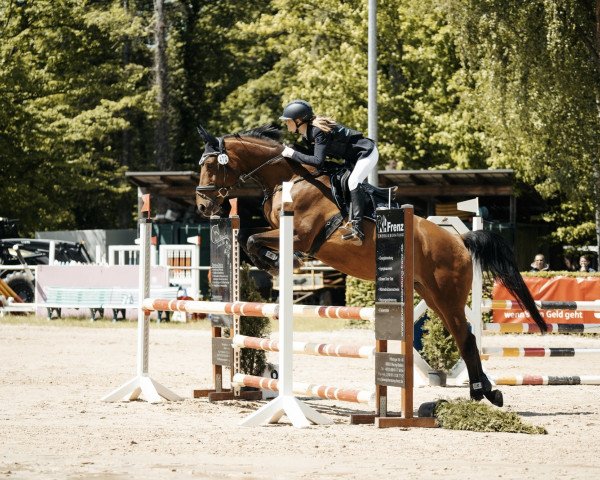 jumper Oky Doky (Zweibrücken, 2005, from Cheetano)