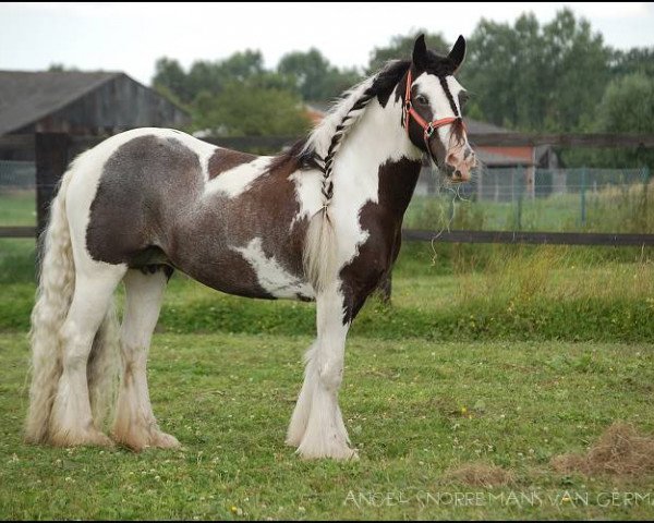 broodmare Angel Snorremans van Germania (Tinker / Irish Cob / Gypsy Vanner, 2000, from The Midget 0611153) broodmare Angel Snorremans van Germania (Tinker / Irish Cob / Gypsy Vanner, 2000, from The Midget 0611153)