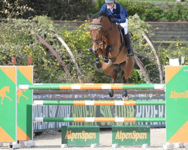 jumper Balou van het Molenhof Z (Zangersheide riding horse, 2009, from Berlin) jumper Balou van het Molenhof Z (Zangersheide riding horse, 2009, from Berlin)