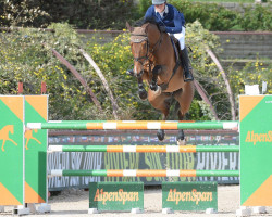 jumper Balou van het Molenhof Z (Zangersheide riding horse, 2009, from Berlin)