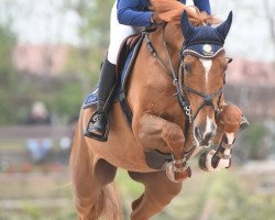 jumper Chanel D 'ysenbeeck Z (Zangersheide riding horse, 2007, from Calvaro Z)