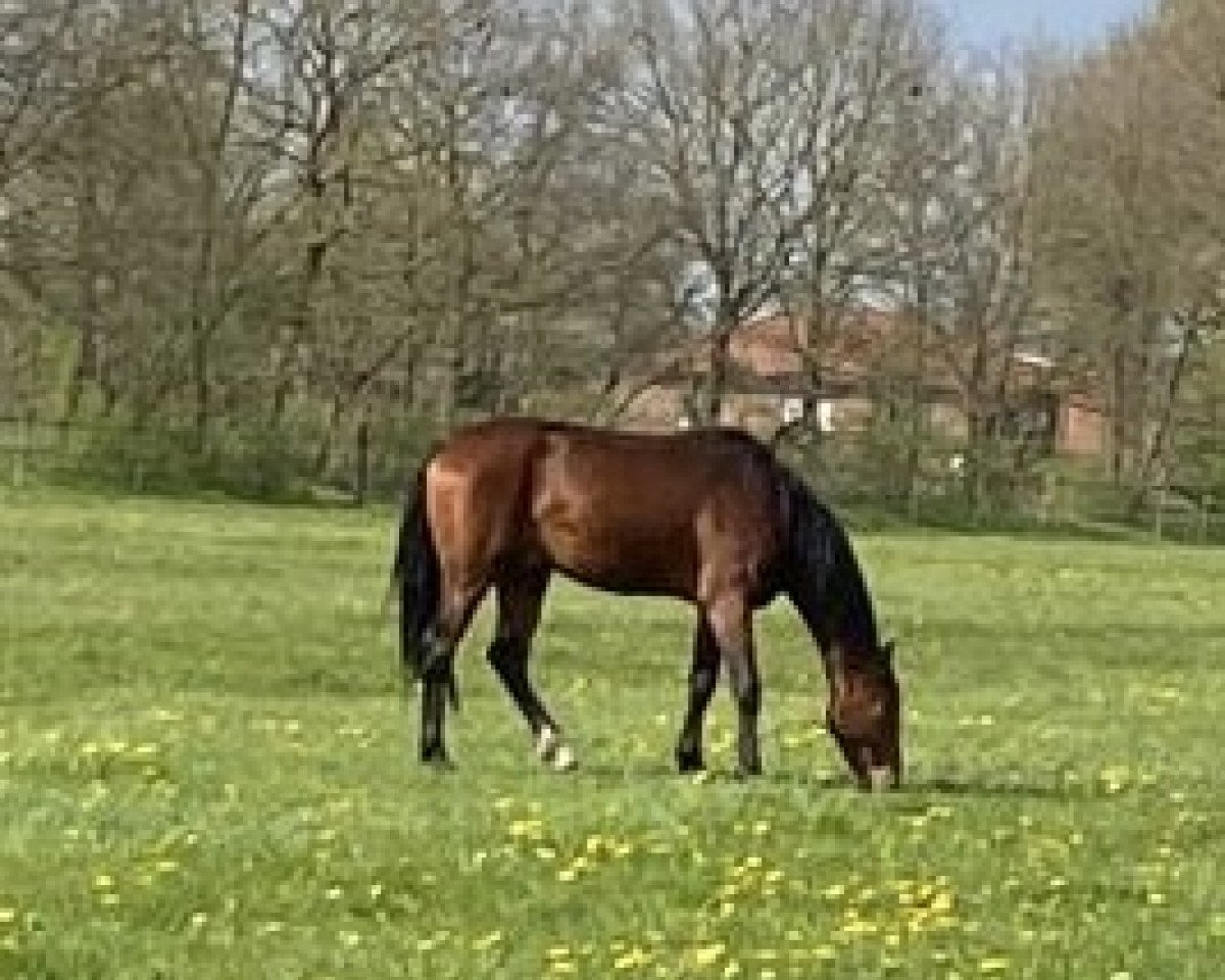 horse Diamant Blitz (Oldenburg show jumper, 2020, from Diamant de Quidam - H OLD)