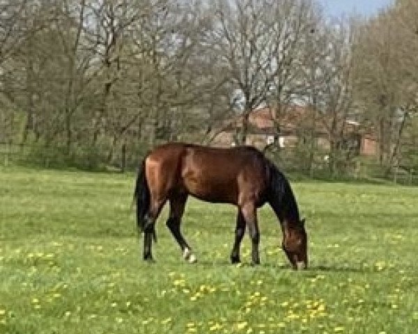 horse Diamant Blitz (Oldenburg show jumper, 2020, from Diamant de Quidam - H OLD)