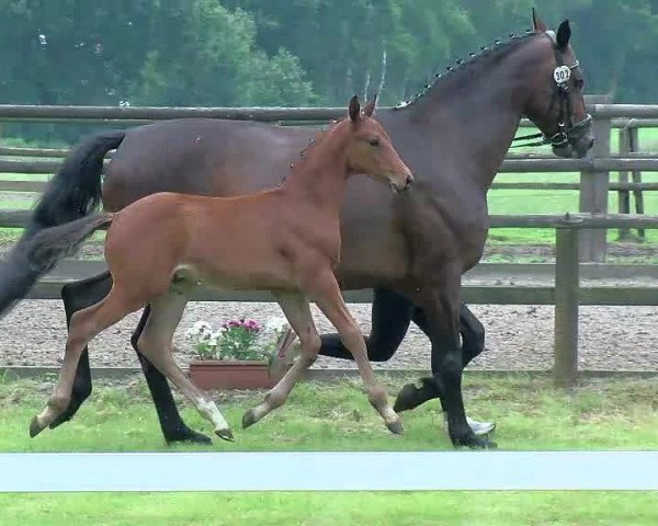 Video of Diamant Blitz
