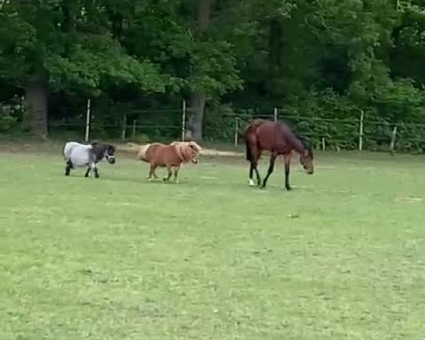 Video of Diamant Blitz