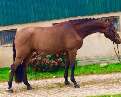 Springpferd Carlitos (Hannoveraner, 2011, von Canterbury)