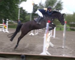 jumper Diarado's Puppe (Holsteiner, 2016, from Diarado)