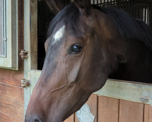 horse Calliandra N (Hanoverian, 2019, from Crusoe 5)