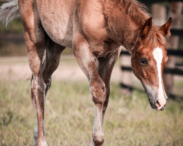 horse Maisterwerk (German Riding Pony, 2023, from Mc Fly High D)