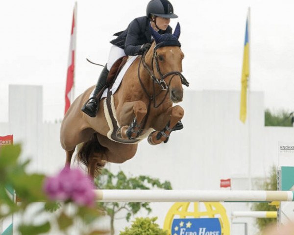 jumper High Point VDL (KWPN (Royal Dutch Sporthorse), 2012, from Tinka's Boy) jumper High Point VDL (KWPN (Royal Dutch Sporthorse), 2012, from Tinka's Boy)