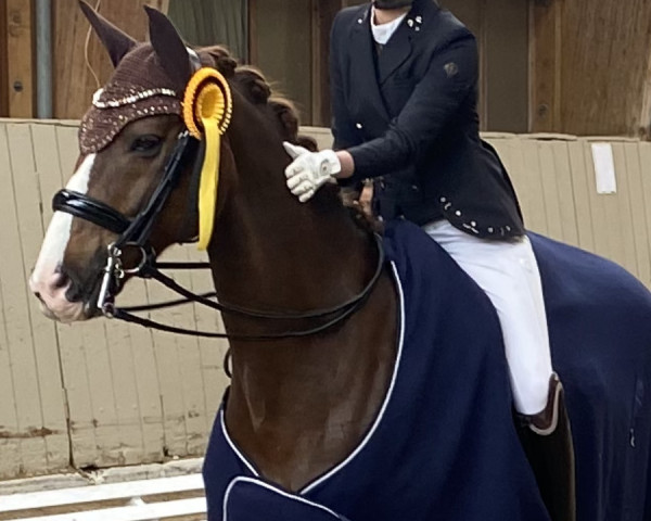 dressage horse Rodrigo El Rey (Rhinelander, 2010, from Rilke)