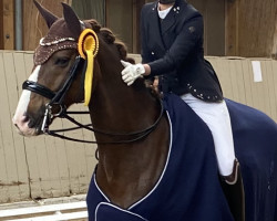 dressage horse Rodrigo El Rey (Rhinelander, 2010, from Rilke)