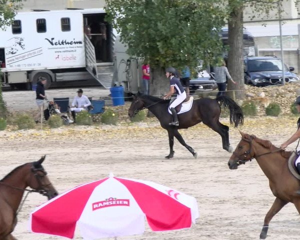 Reitturnier Basel Schänzli 2021