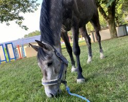 Springpferd Cavalluna 4 (Westfale, 2019, von Capistrano 2)