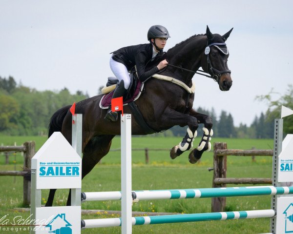 jumper Isselhook‘s Outcross (Trakehner, 2015, from Impetus)