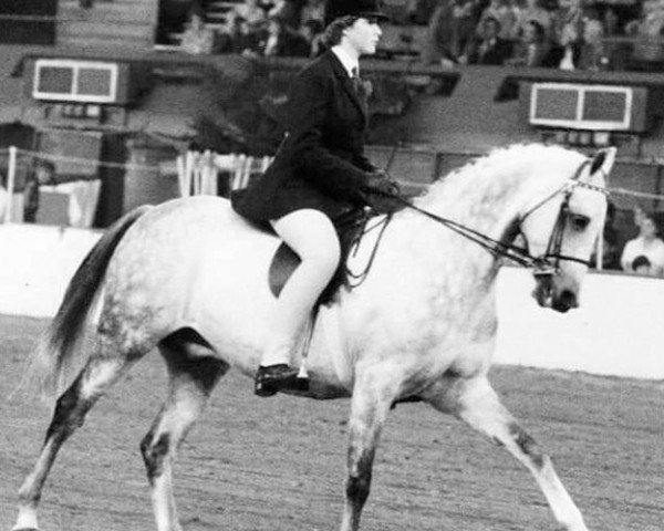 horse Cratfield Bobby Dazzler (British Riding Pony, 1973, from Desert Mist) horse Cratfield Bobby Dazzler (British Riding Pony, 1973, from Desert Mist)
