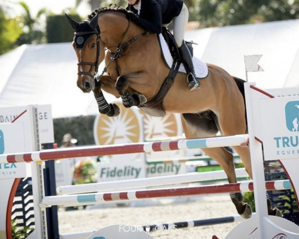 Springpferd Natasha de Muze (Belgisches Warmblut, 2013, von Cadeau de Muze)