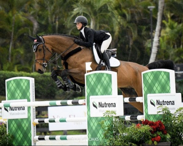 jumper Mescandro PS (Hanoverian, 2014, from Messenger)