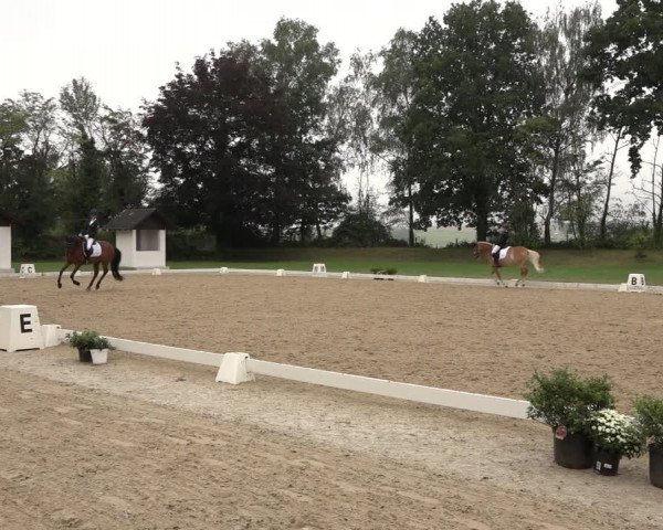 Reitturnier Niederzeuzheim 2023