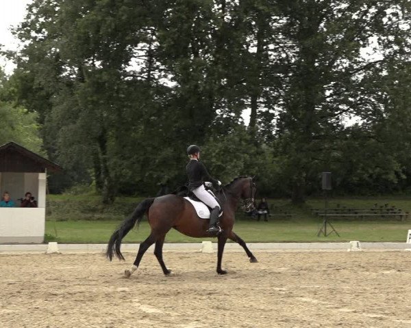 Reitturnier Niederzeuzheim 2023