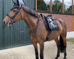 dressage horse Fa Jolie (Westphalian, 2009, from Fifty Cent)