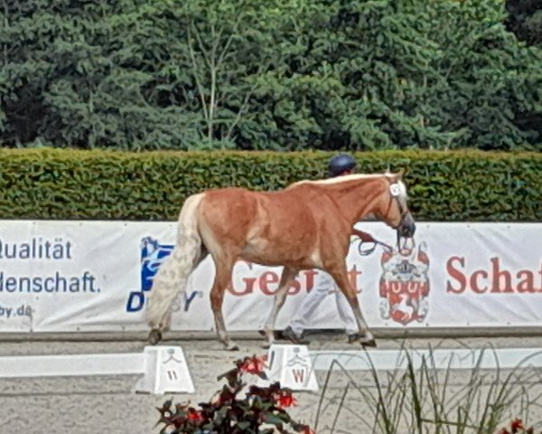 broodmare Amira-Princess (Haflinger, 2019, from Alabaster B)