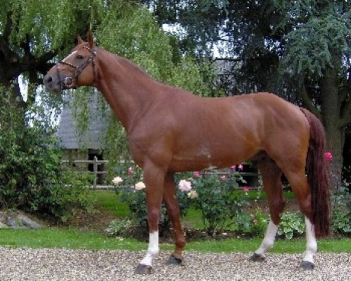 stallion Nectar des Fôrets (Selle Français, 2001, from Diamant de Semilly)