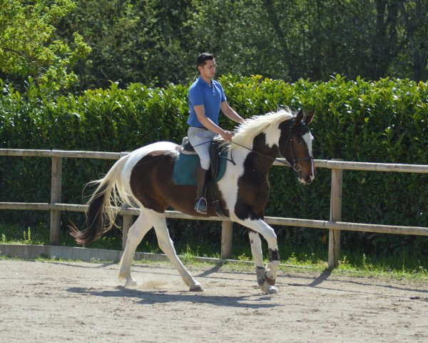 broodmare Painstville Fly (KWPN (Royal Dutch Sporthorse), 2020, from Utah van Erpekom)