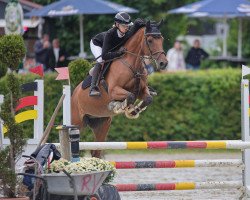 jumper Celebration 50 (Hanoverian, 2010, from Charilan)