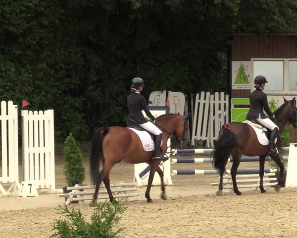 Reitturnier Arnsberg-Holzen 2023