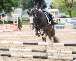 jumper Blume 45 (Pony without race description, 2016)