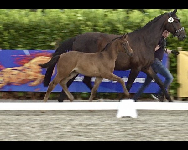 Pferd Meggy May G (Westfale, 2023, von E.H. Millennium)