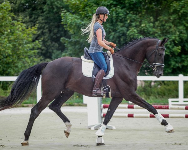 dressage horse Dantino GE (German Sport Horse, 2019, from Dante’s Jr.)