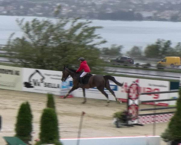 Reitturnier Wädenswil 2023