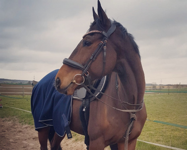 Pferd Darkos (Französisches Pony, 2013)