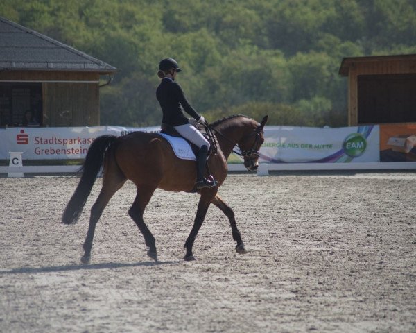 dressage horse Imperium 10 (Trakehner, 2017, from Connery)