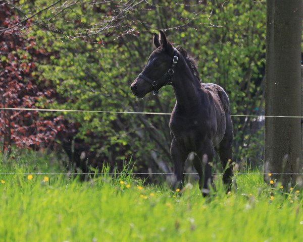broodmare Skyla (German Sport Horse, 2023, from Dominos 5)