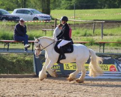 Dressurpferd Clogheen Chill (Tinker / Irish Cob / Gypsy Vanner, 2016)