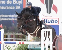 jumper Dia Z (Zangersheide riding horse, 2013, from Diarado)