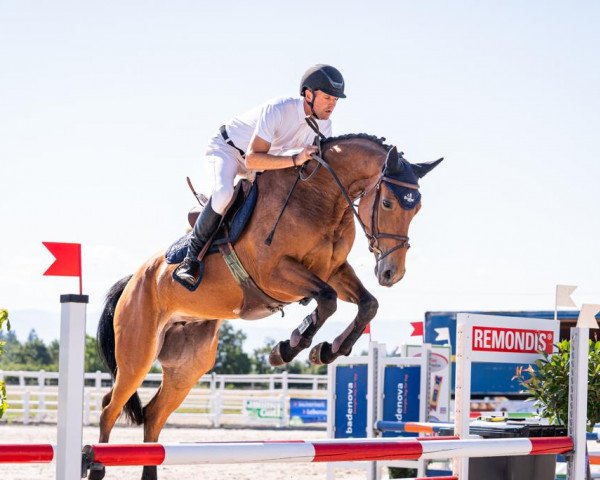 horse Quiwi's Princess (German Sport Horse, 2016, from Quiwi Dream)