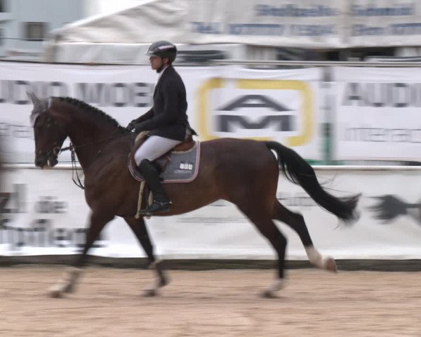 Reitturnier Ranshofen - Braunau am Inn 2023