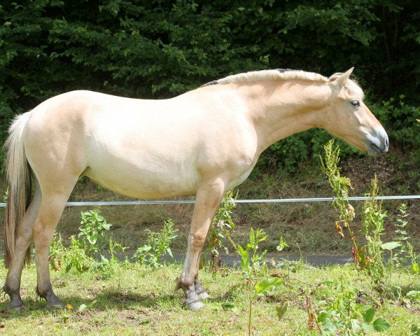 horse Hanny (Fjord Horse, 2014, from Kalino)