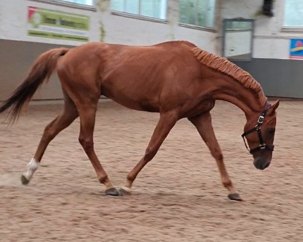 Pferd Asaran (Englisches Vollblut, 2018) Pferd Asaran (Englisches Vollblut, 2018)