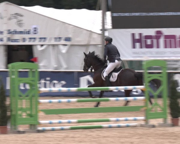 Reitturnier Ranshofen - Braunau am Inn 2023